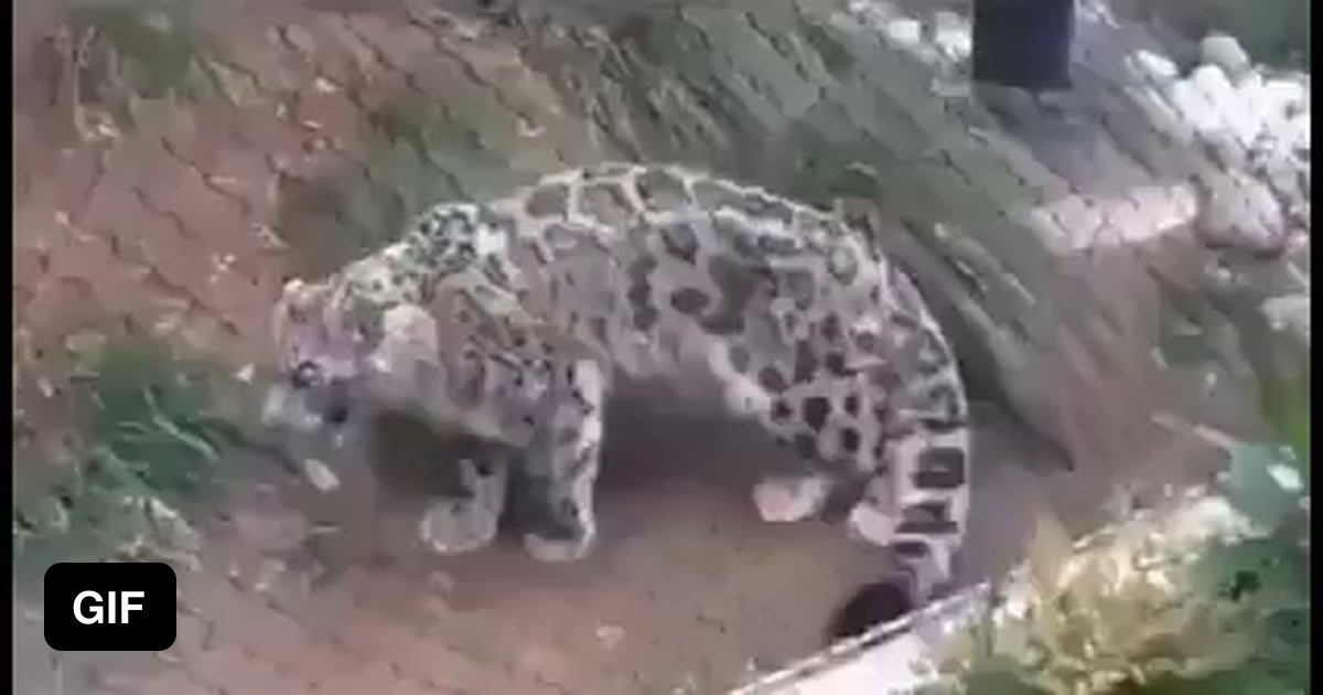 big-cats-are-still-cats-9gag