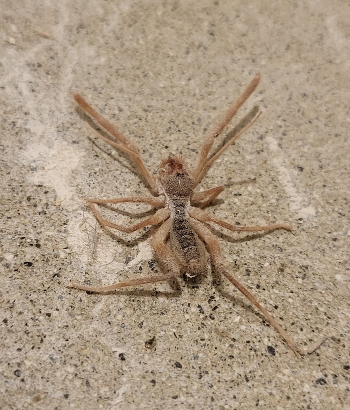 Found this at house in California. Not... Iraq. Is it a Camel Spider