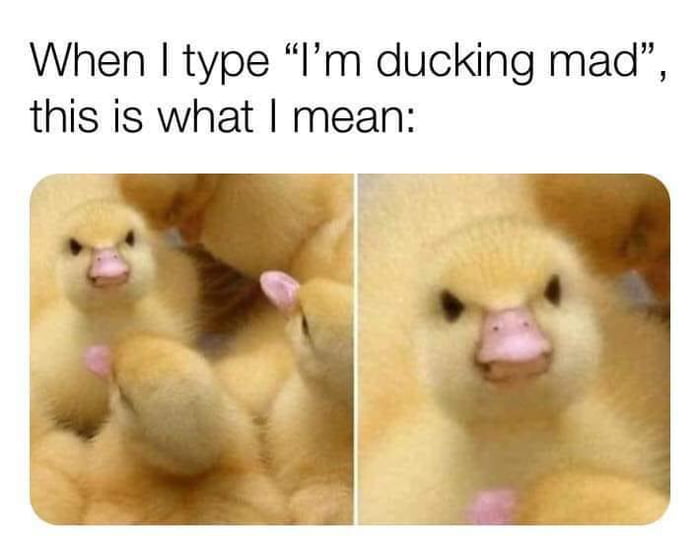 little-chicken-tries-to-get-upset-9gag