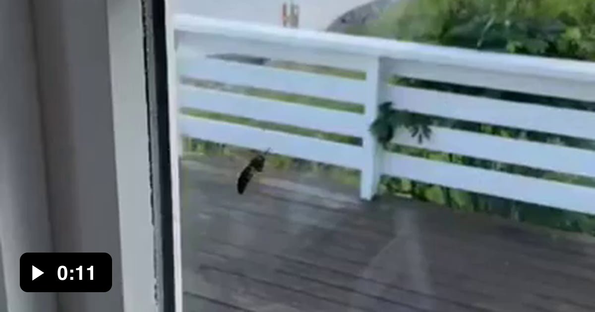 Getting rid of bugs in your house 9GAG