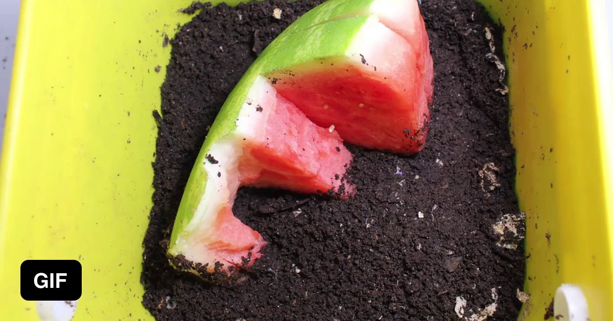 Watermelon Devoured Back Into the Earth (14Day Red Wiggler Worm