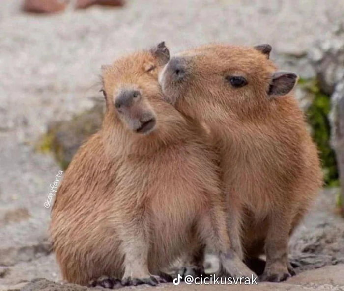 Capybaras kissing - 9GAG Capybaras kissing - 9GAG