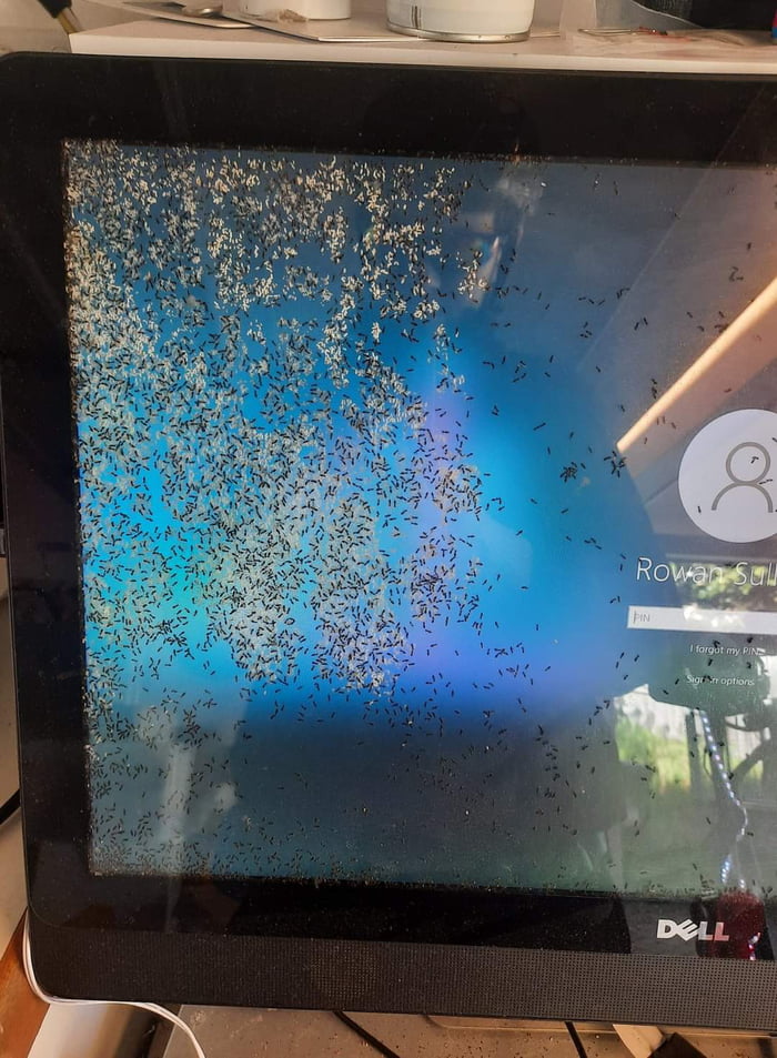 Ant Using Computer Ants made a nest in an All-in-one PC - 9GAG