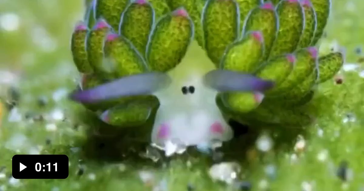 The adorable Leaf Sheep sea slug that can photosynthesize! 🌱🐌 - 9GAG