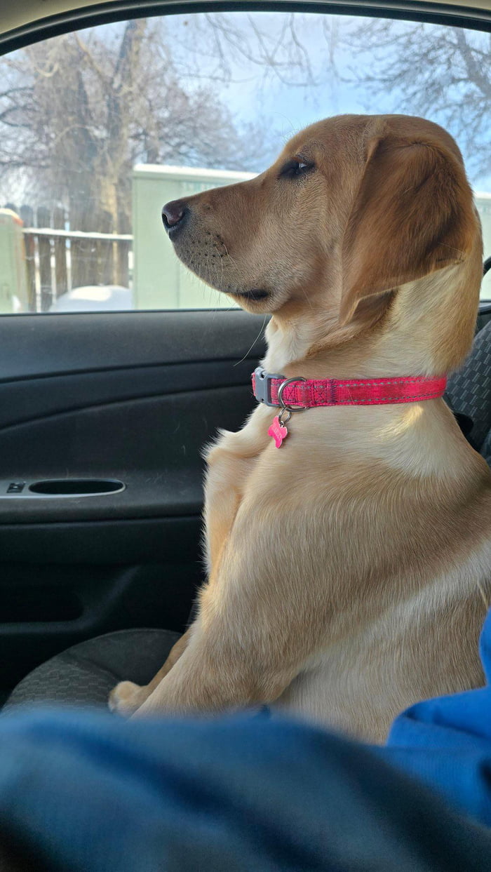 Took her to the vet instead of the park and now she won’t even look at ...