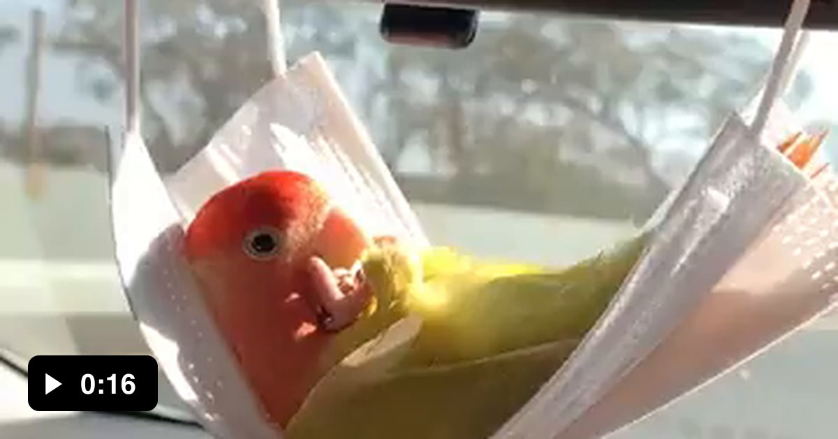 Parrot Is Living The Life In A Car Ride 😹 9gag 