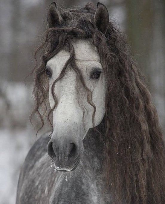 The beauty of Andalusian horses. - 9GAG
