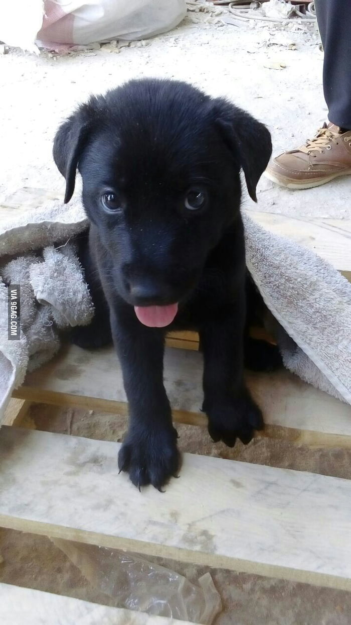 I adopted this dog yesterday I need a name any suggestions ? - 9GAG