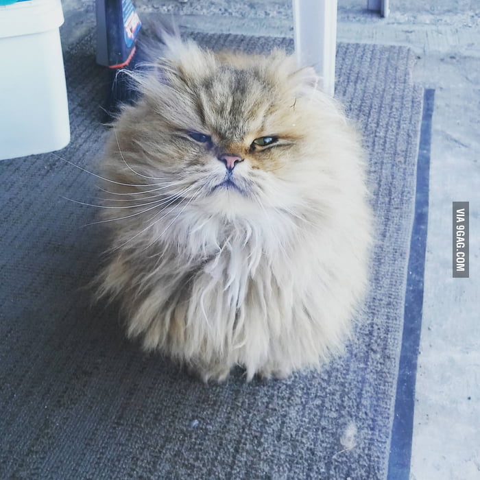 I was having a smoke outside when this ball of fur came to chill - 9GAG