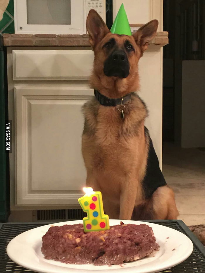 This is Eloise, she is now 1 year old! She was born on 4/20! - 9GAG