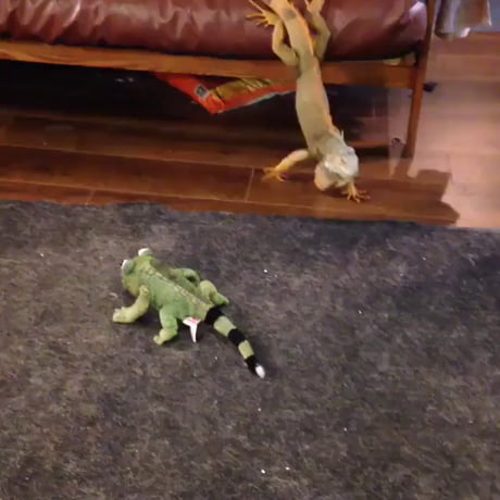 Never get between an iguana and his stuffed counterpart. - 9GAG