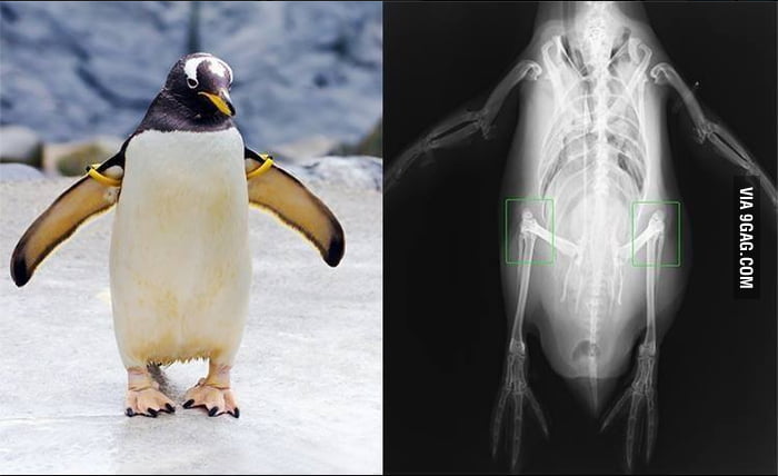 Penguins actually have longer legs than they appear. And, yes, they do ...