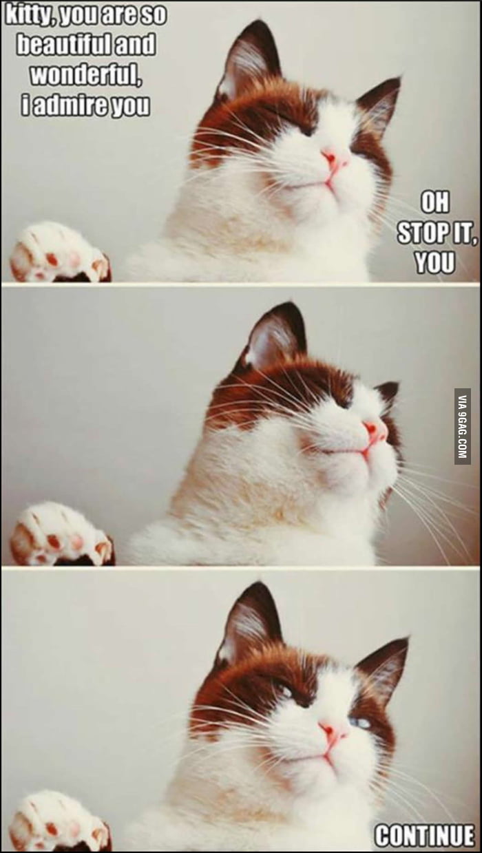 Cat logic 9gag