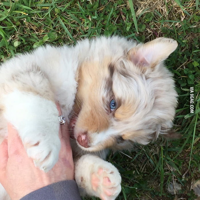 This puppy has beautiful eyes! 9GAG