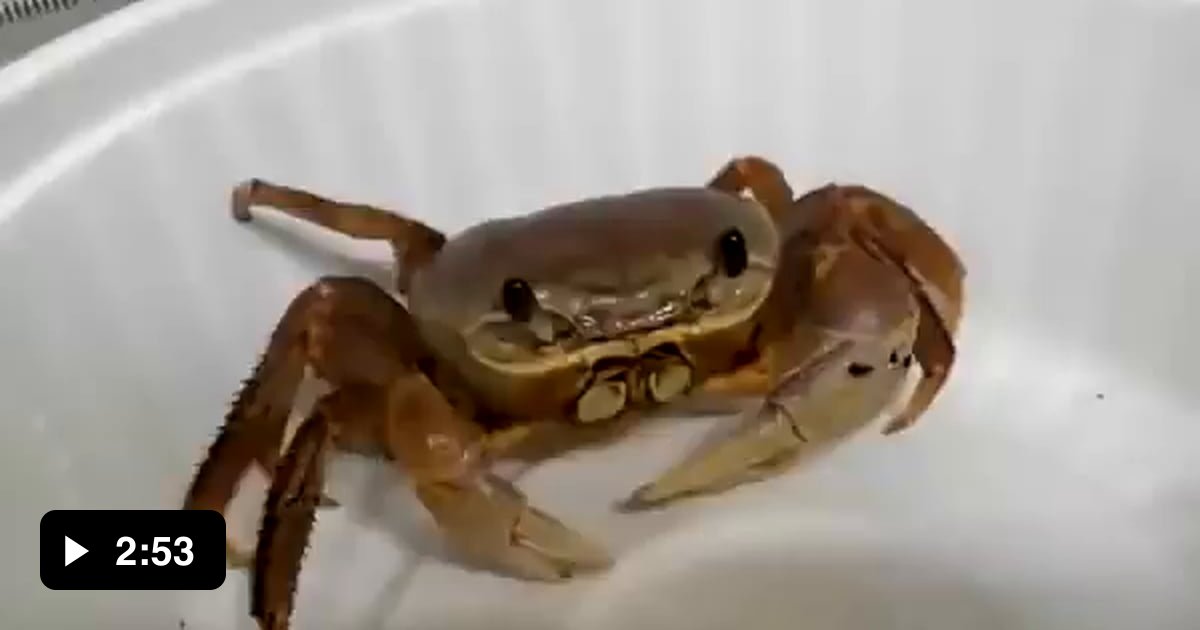 Pet crab eating chips - 9GAG