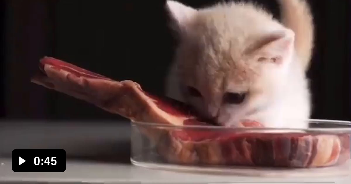 “My cat is a vegetarian!” 3 minutes after your kitten finds your dead