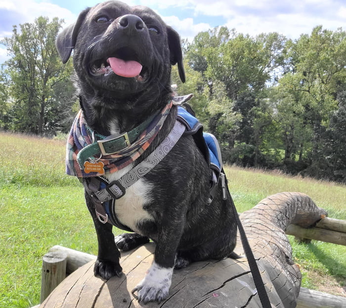 Babbage S First Hike GAG