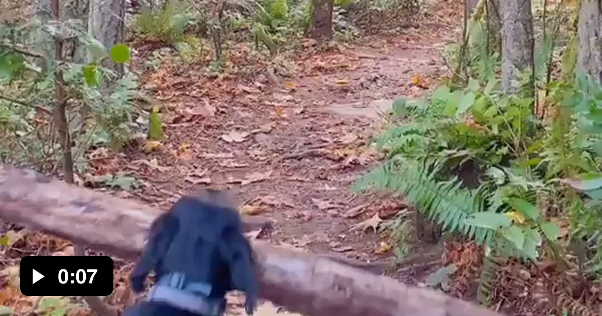 jojo-the-adventure-pup-and-his-big-stick-adventures-9gag