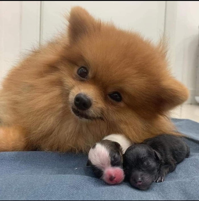 Proud Mum With Her Puppies 9GAG