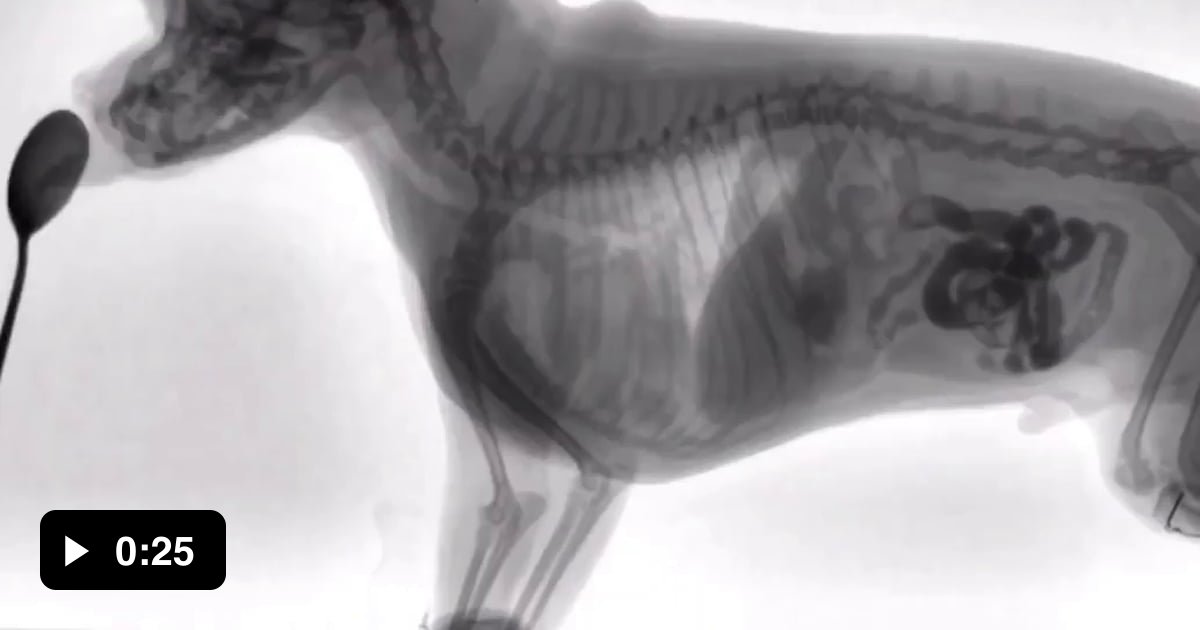 Veterinary Fluoroscopy of a dog eating food 9GAG