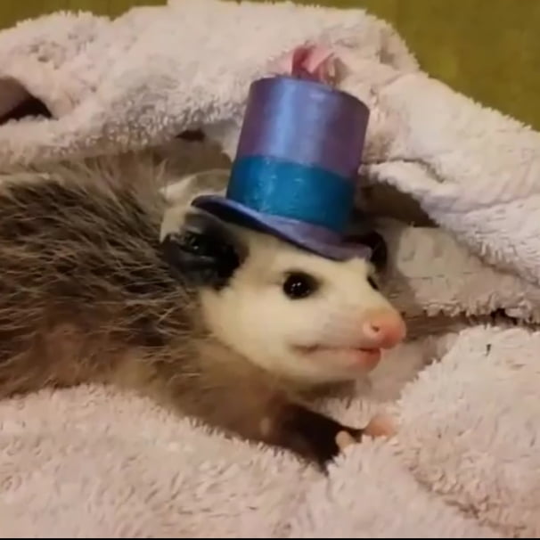 opossum hat