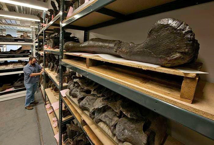 Dinosaur fossil storage room for the Museum of Natural History. None of ...