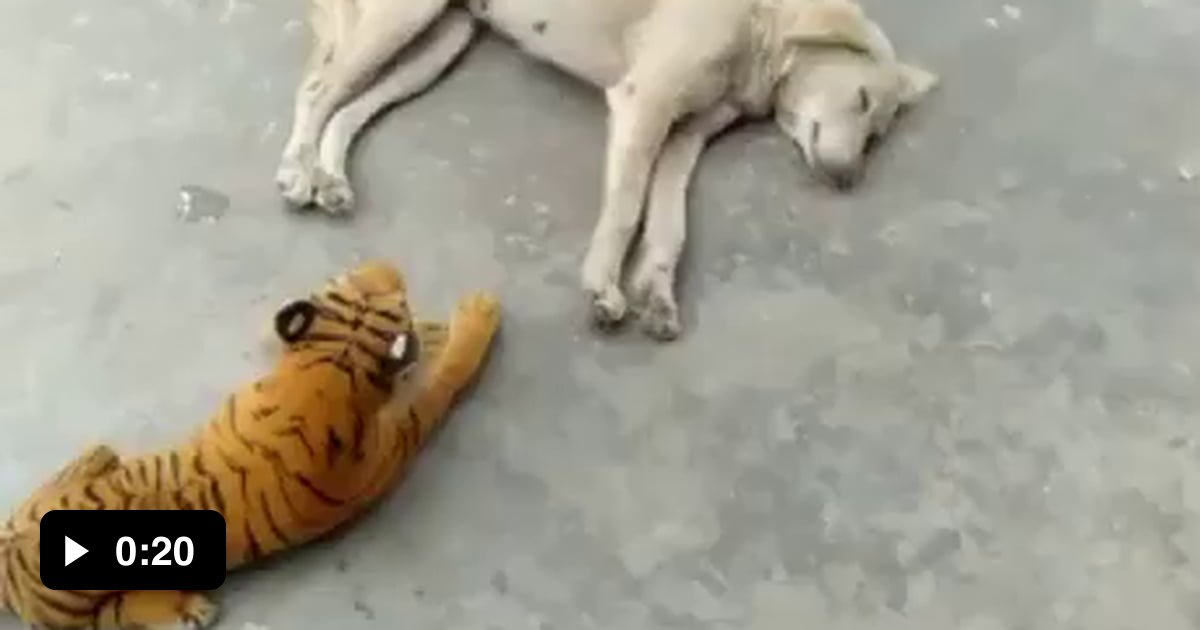 How to give your dog a heart attack 9GAG