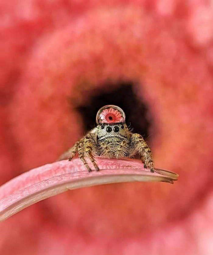 Reflection of the flower on a water drop on the head of a spider 9GAG