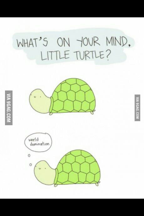 Little turtle - 9GAG