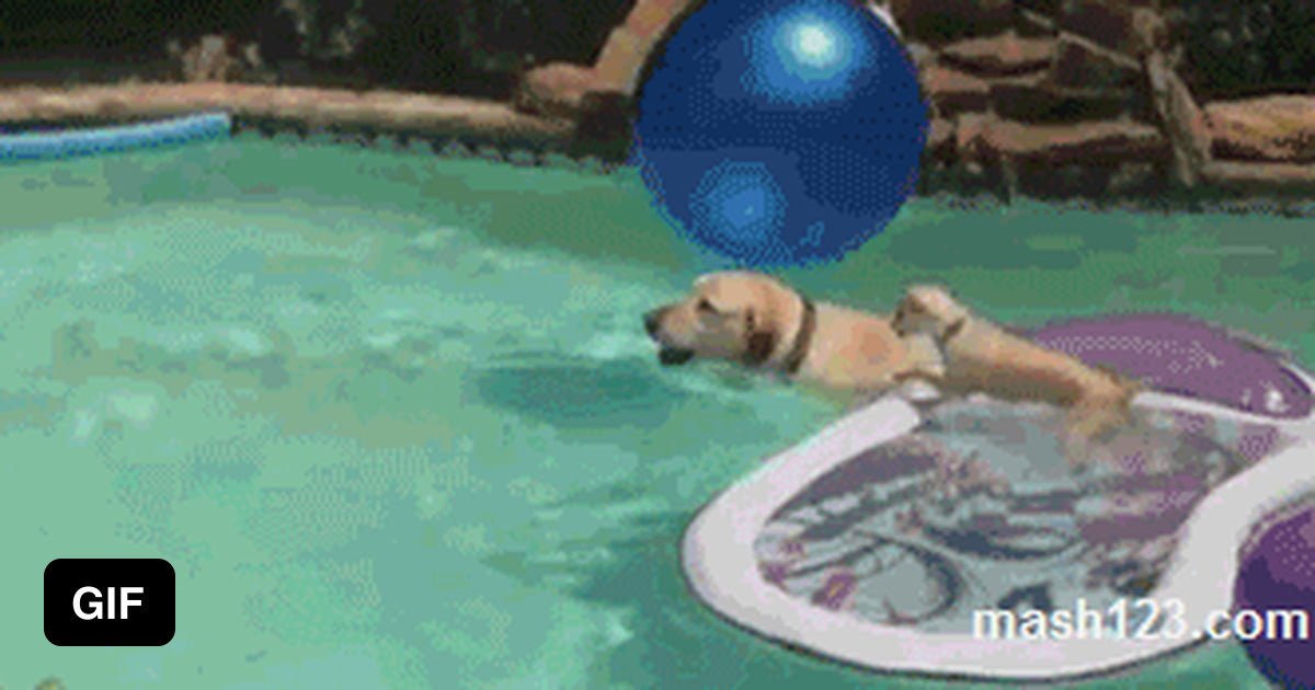 Puppy rides a dog across a pool - 9GAG