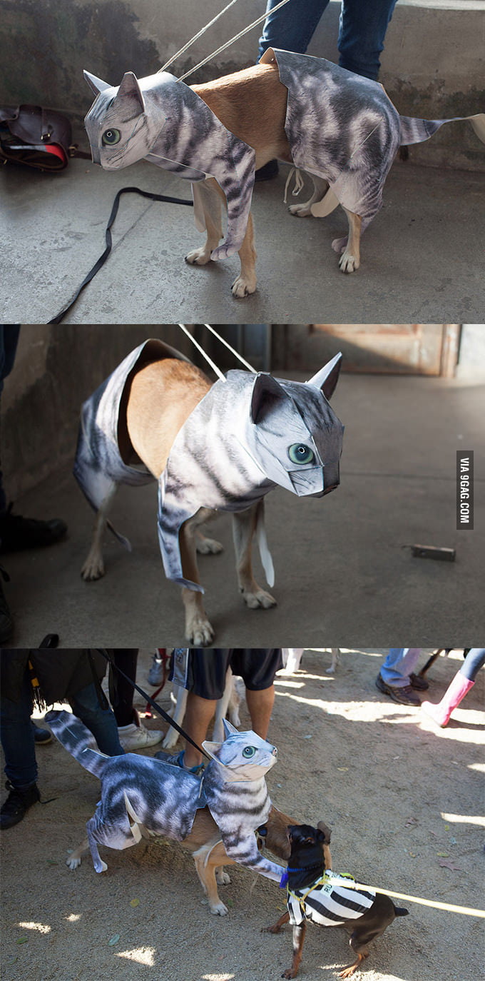 Cat Costume for dog - 9GAG