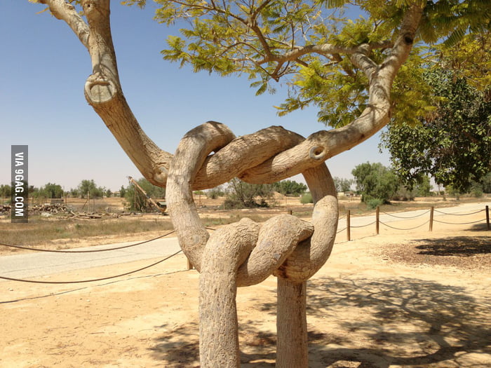 Funny tree. Юмор дерево. Смешная сосна. Сосна прикол. Носочное дерево юмор.