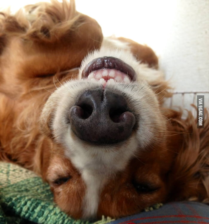 My dog slept like this for hours - 9GAG