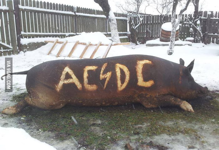 AC DC Pig \m/ - 9GAG