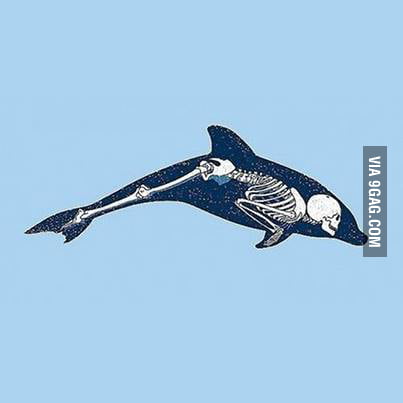 dolphin rape
