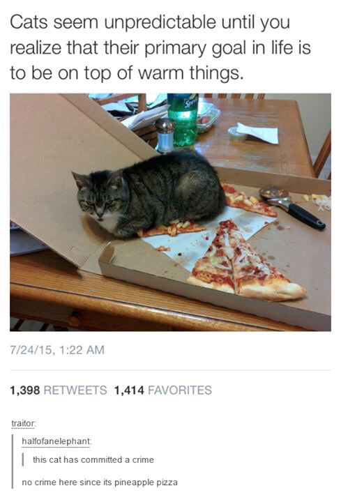 Good cat - 9GAG