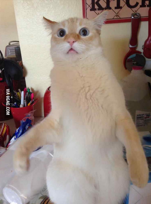 "Cat Made This Face When My Gf Meowed Back At It" - 9GAG