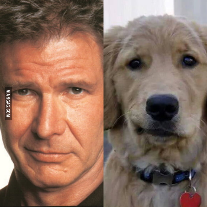 If Harrison ford was a dog 9GAG