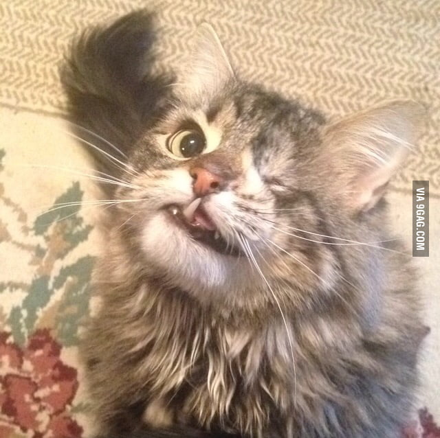 One-eyed Willie the cat - 9GAG