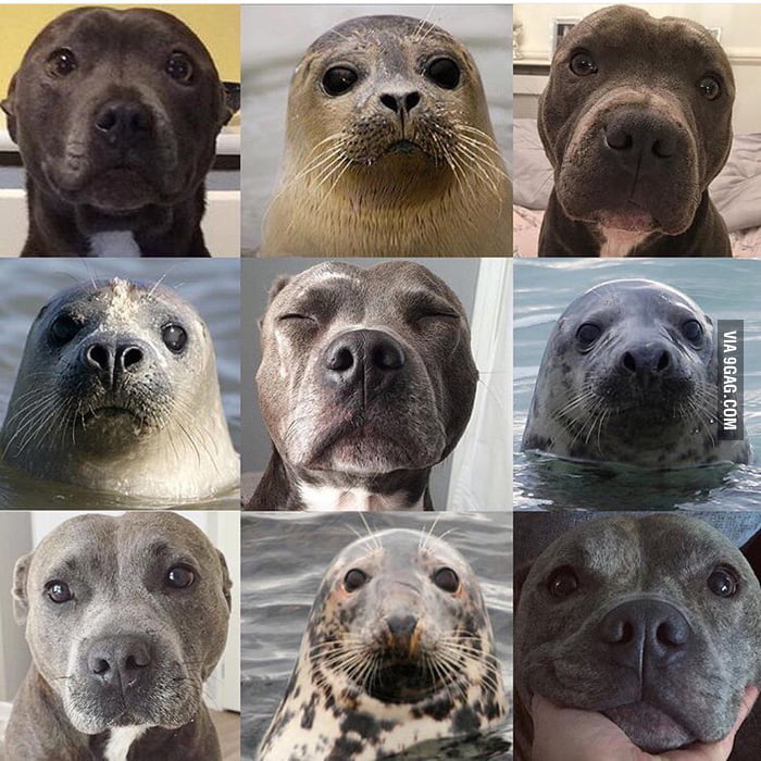 are seals just water dogs