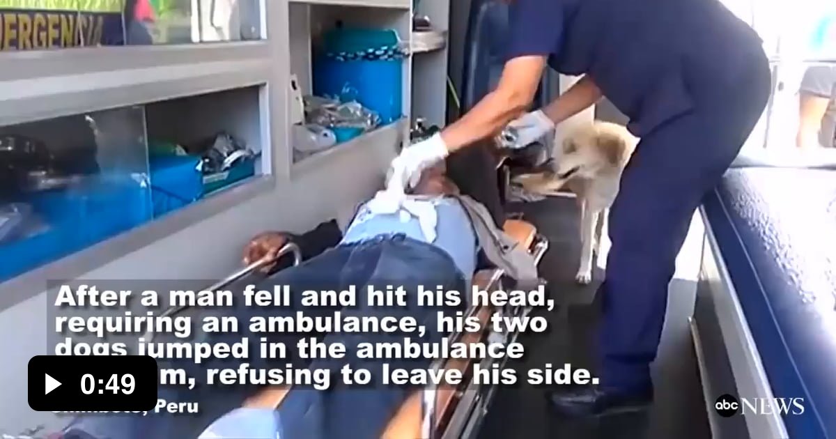 Incredibly loyal dogs refuse to leave owners side - 9GAG