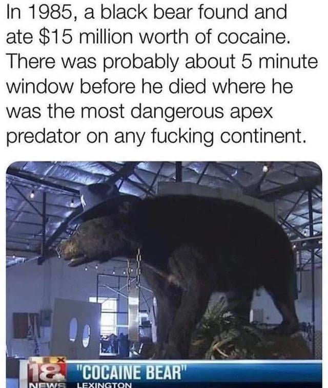 El Oso De La Coca (The Cocaine Bear) Is An Absolute Unit Of A Bear - 9GAG