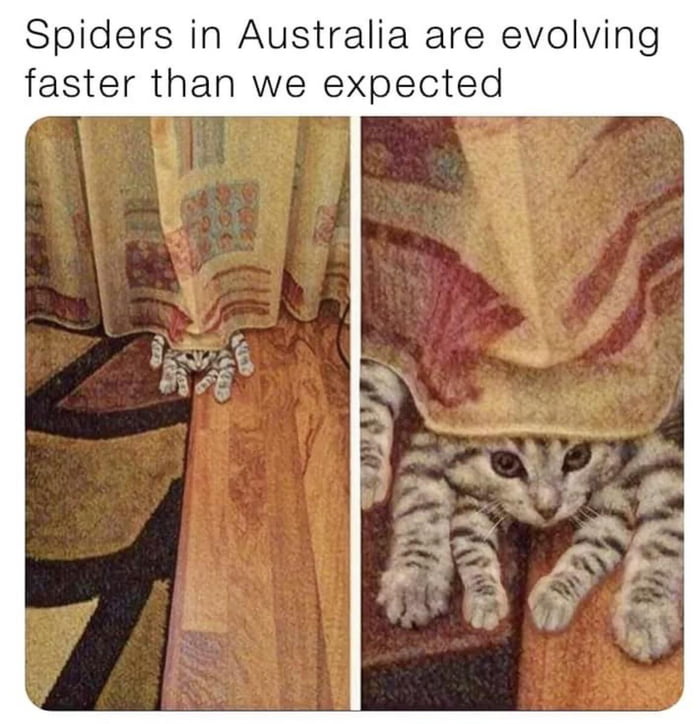 Spider Cat 9GAG