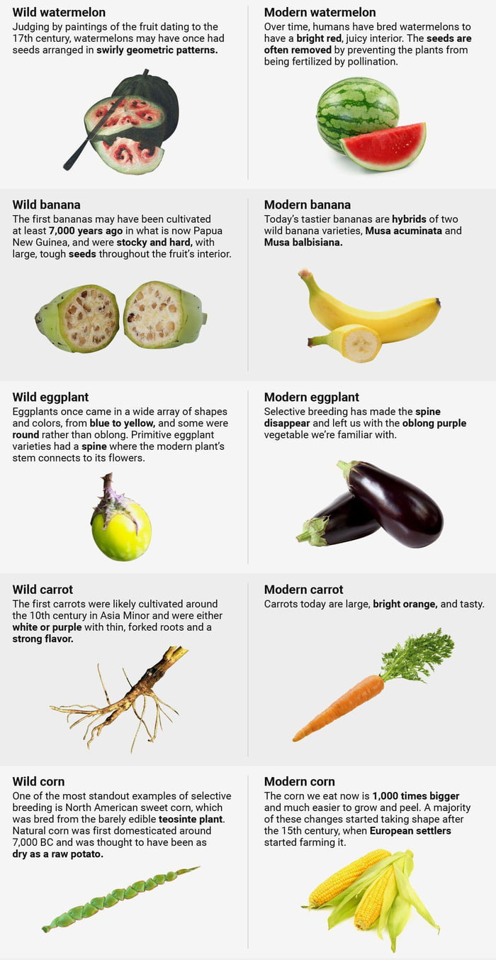 How Some Popular Fruits And Vegetables Looked Like Before People Domesticated Them 9gag