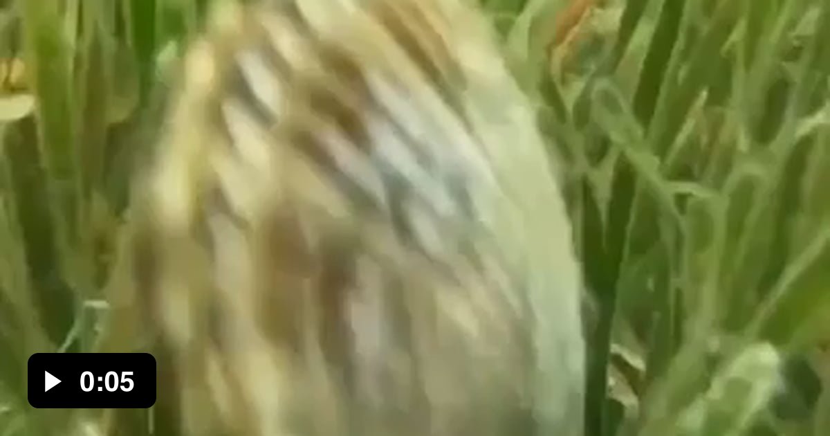 Scallops use jet propulsion to swim 9GAG