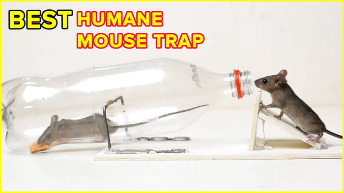 Humane Mouse trap - 9GAG