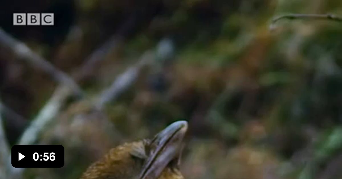 This bowerbird works to impress a potential mate by mimicking sounds of