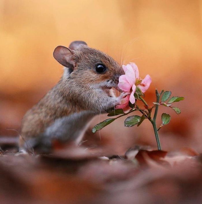 Mouse Smelling A Flower 9GAG