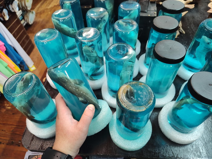 Preserved baby sharks in a bottle sold as souvenirs in OBX, NC 9GAG