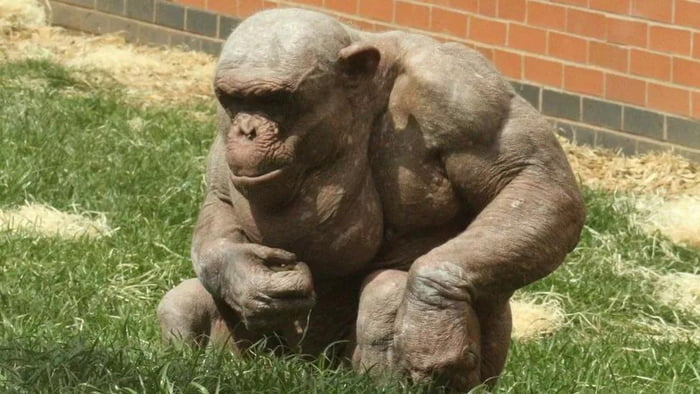 This hairless chimps is an absolute unit - 9GAG